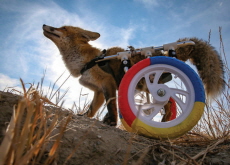 A Fox With a Walking Wheelchair - Photo News