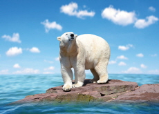 Climate Change Causes Decrease In Arctic Wildlife - Global News
