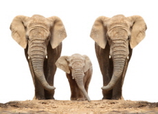 Zoo Elephants To Be Released Into Kenyan Wild - Headline News