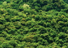 The Importance of Forests - Science