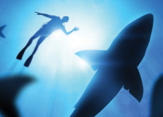 White Shark Cafe - Special Report