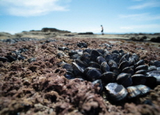 Summer Heat Cooks Clams and Mussels in Canada - Global News