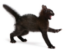 Where Do Superstitions Come From? - Culture