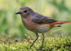 Climate Change May Have Altered Birds’ Migratory Routes - Science