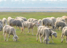 New Zealand To Impose World’s First Tax on Cow and Sheep Burps - Headline News