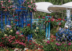 Han River Park Transforms Into a Vibrant Garden - Photo News