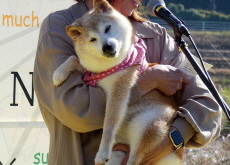 Kabosu, the Shiba Inu Behind the Doge Meme, Passes Away - Culture