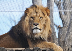 Are Zoos Necessary? - Debate
