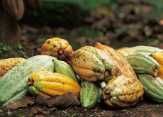 The Climate Crisis Threatens the Global Chocolate Industry - Global News