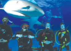The Truth about Sharks - Knowledge