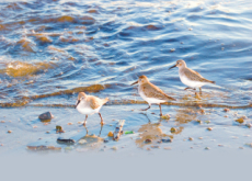 Birds And Korea - Focus