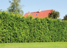 Hedges Absorb More Pollutants Than Trees - Science