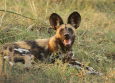 Wild Dogs In Botswana Communicate Through Sneezing - Science