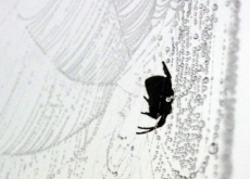 Scientists Use Lasers To Shape Spider Silk - Science