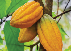 Chocolate Faces Possible Extinction  - Global News