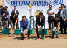 Releasing Sea Turtles - Focus