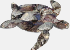 Another Group Of Sea Turtles Found Dead - World News II