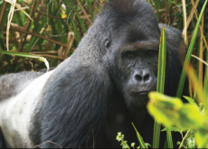 Cheating Gorillas - Science