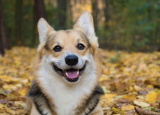 Parks For Dogs - Focus
