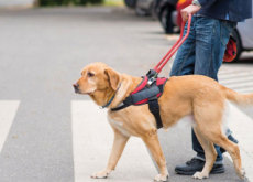 International Guide Dog Day - History