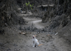 The Lonely Cat - Photo News