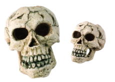 Ancient Skulls Show America Was a Prehistoric Melting Pot - Special Report