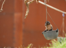 Sydney Zoo - Photo News